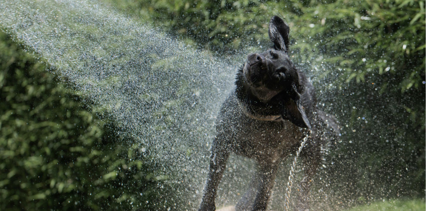 Travel-Friendly Dog Bathing Tips